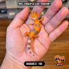WA6646 U | Baby Jeruk Albino 🍊🔥
