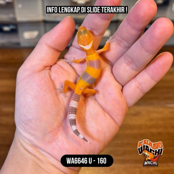 WA6646 U | Baby Jeruk Albino 🍊🔥