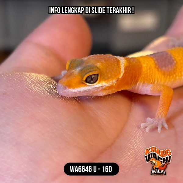 WA6646 U | Baby Jeruk Albino 🍊🔥