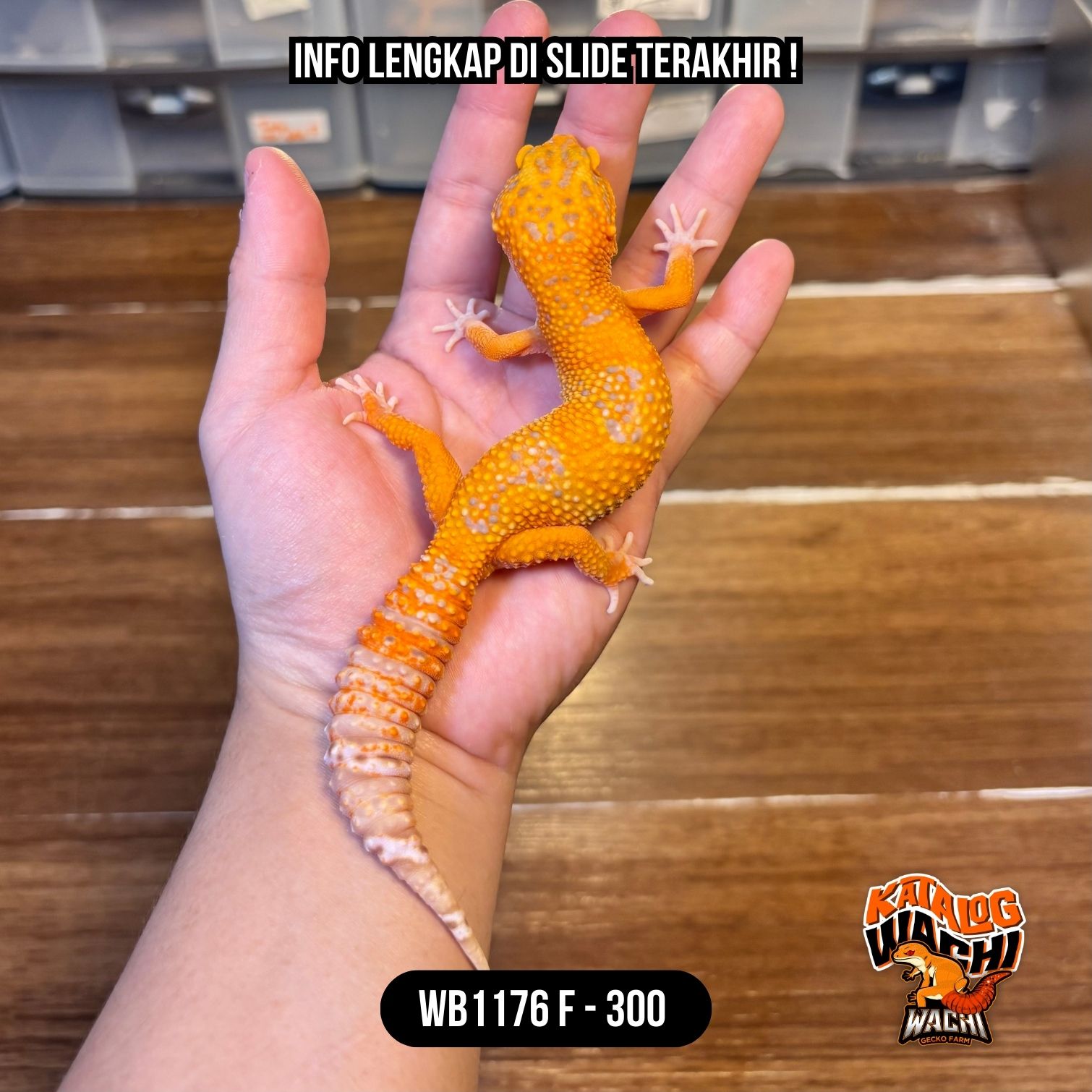WB1176 F | Jeruk Menyala 🔥