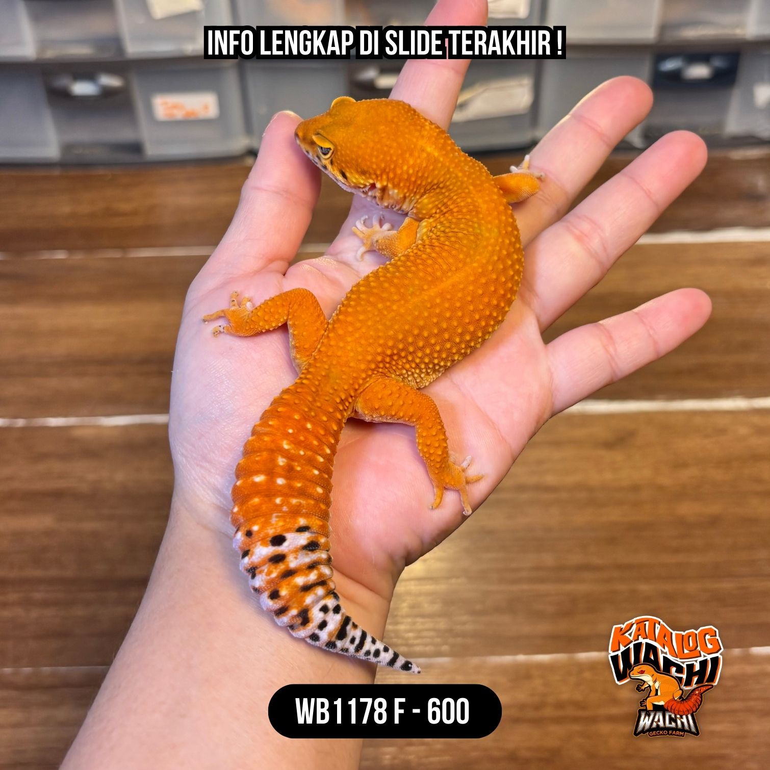 WB1178 F | Spesial Nih! Pedes & Super Montoks 🥵🤯