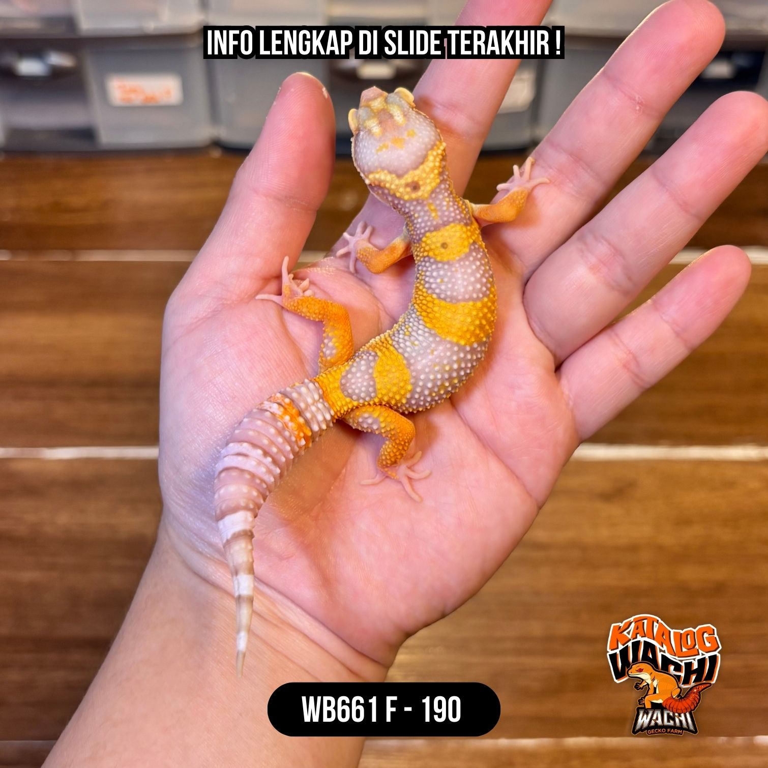 WB661 F | Jeruk Lavender 🧡🤍