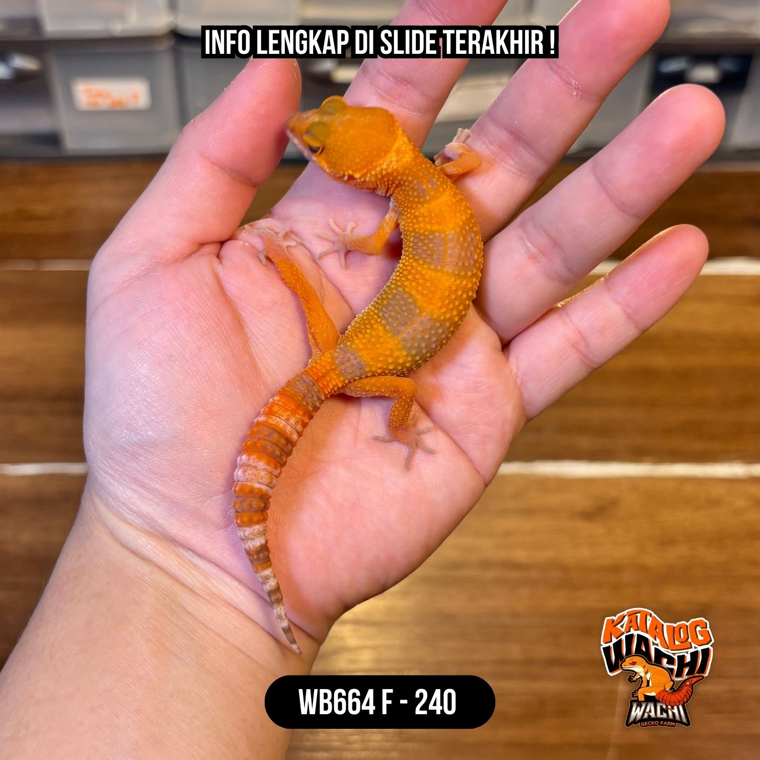 WB664 F | Es Jeruk 🍊