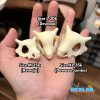 Topeng Cubone