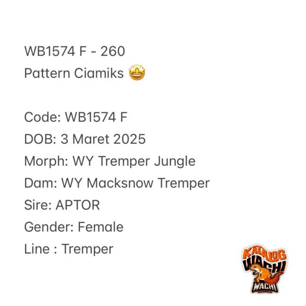 WB1574 F | Pattern Ciamiks 🤩