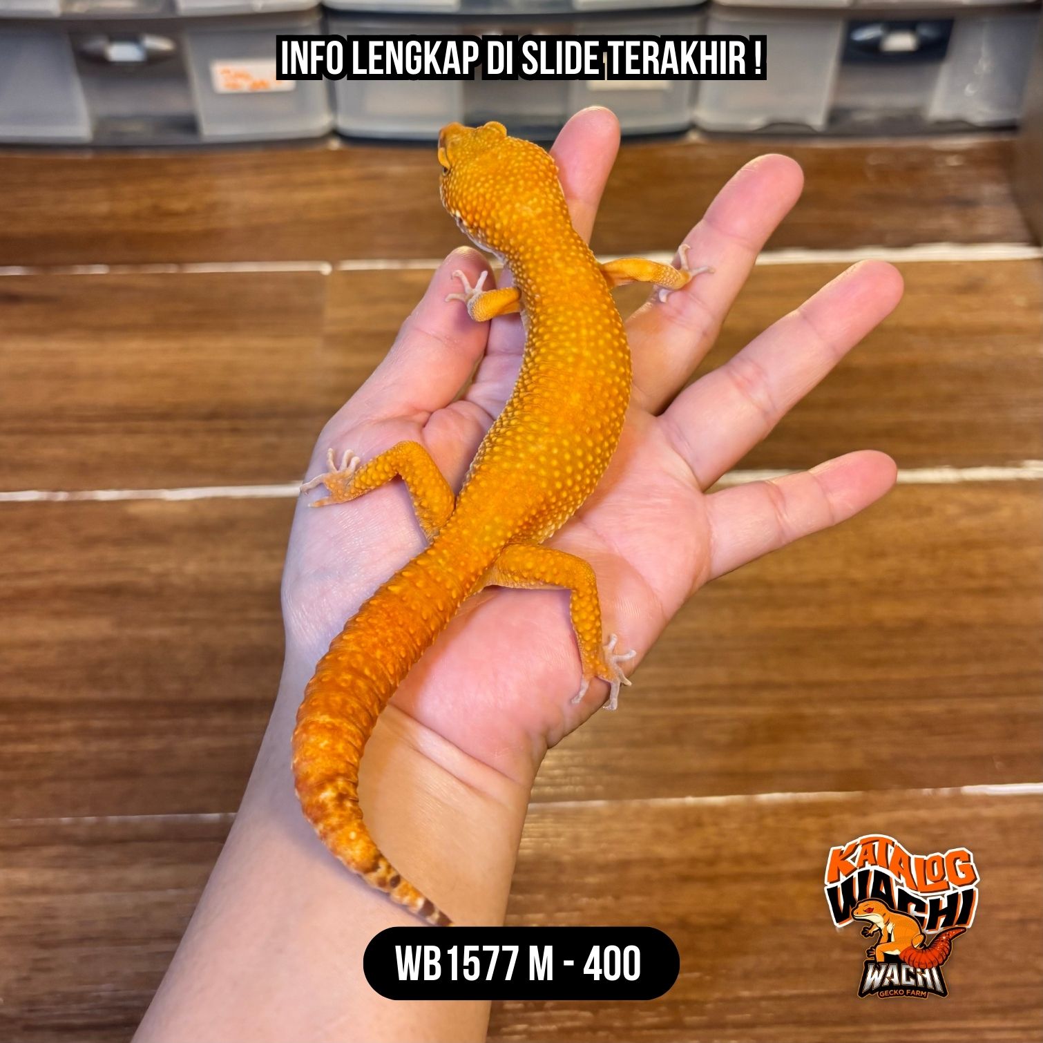 WB1577 M | Full Oyen dari kepala – ekor 🔥