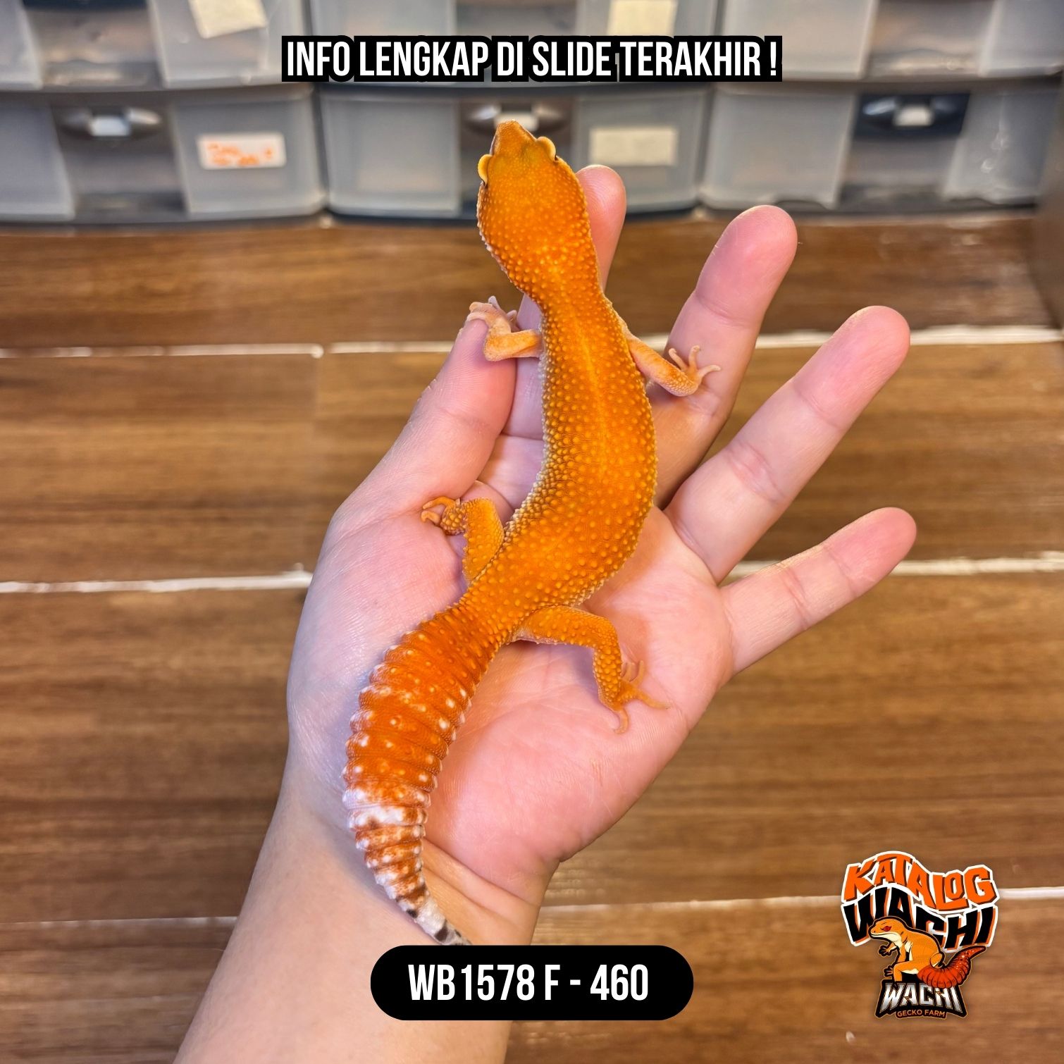 WB1578 F | Bukan Oyen, Tapi Merah 🥵🌶️