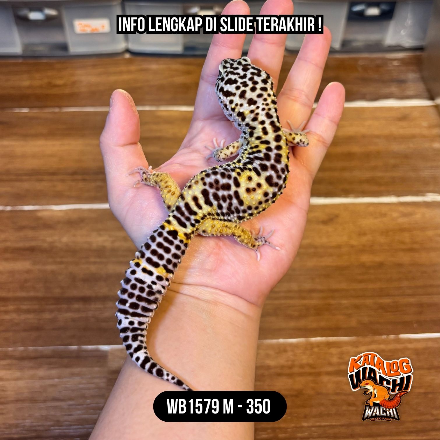 WB1579 M | Montoks Maksimal 🤯