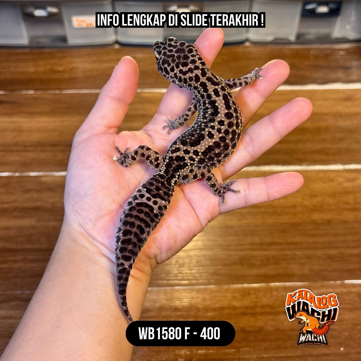 WB1580 F | Gelap Cuy 🖤✨ Ovulasi, Siap Kawin 👌🏻