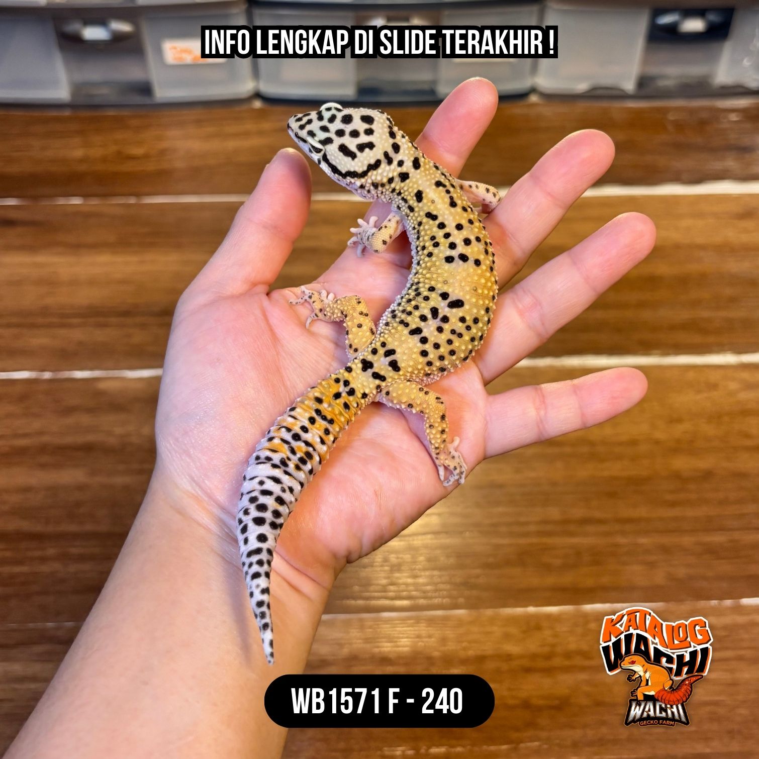 WB1571 F | Ovulasi, Siap Kawin 👌🏻