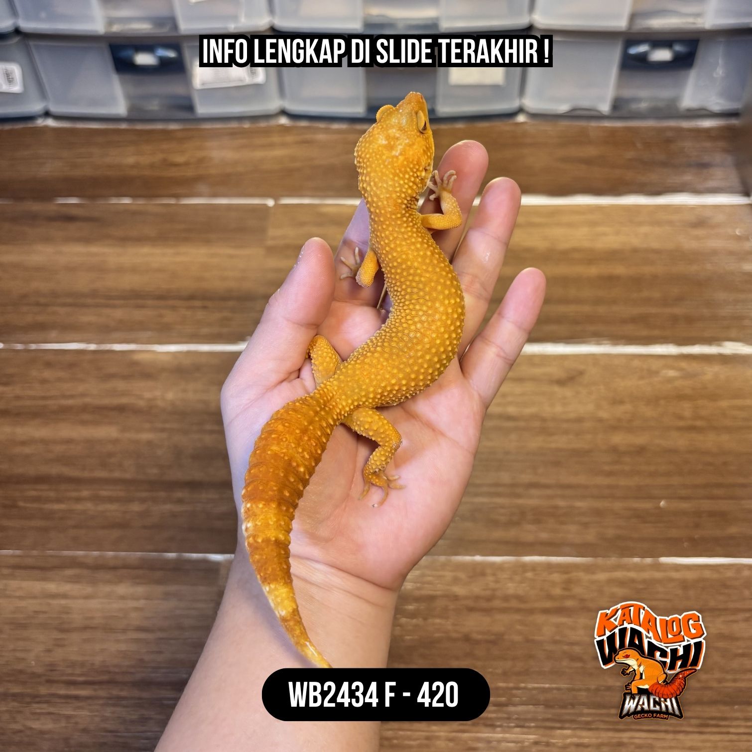 WB2434 F | Full Oyen 🍊✨