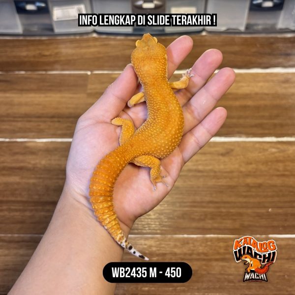 WB2435 M | Charizard Montoks 🍊🥵