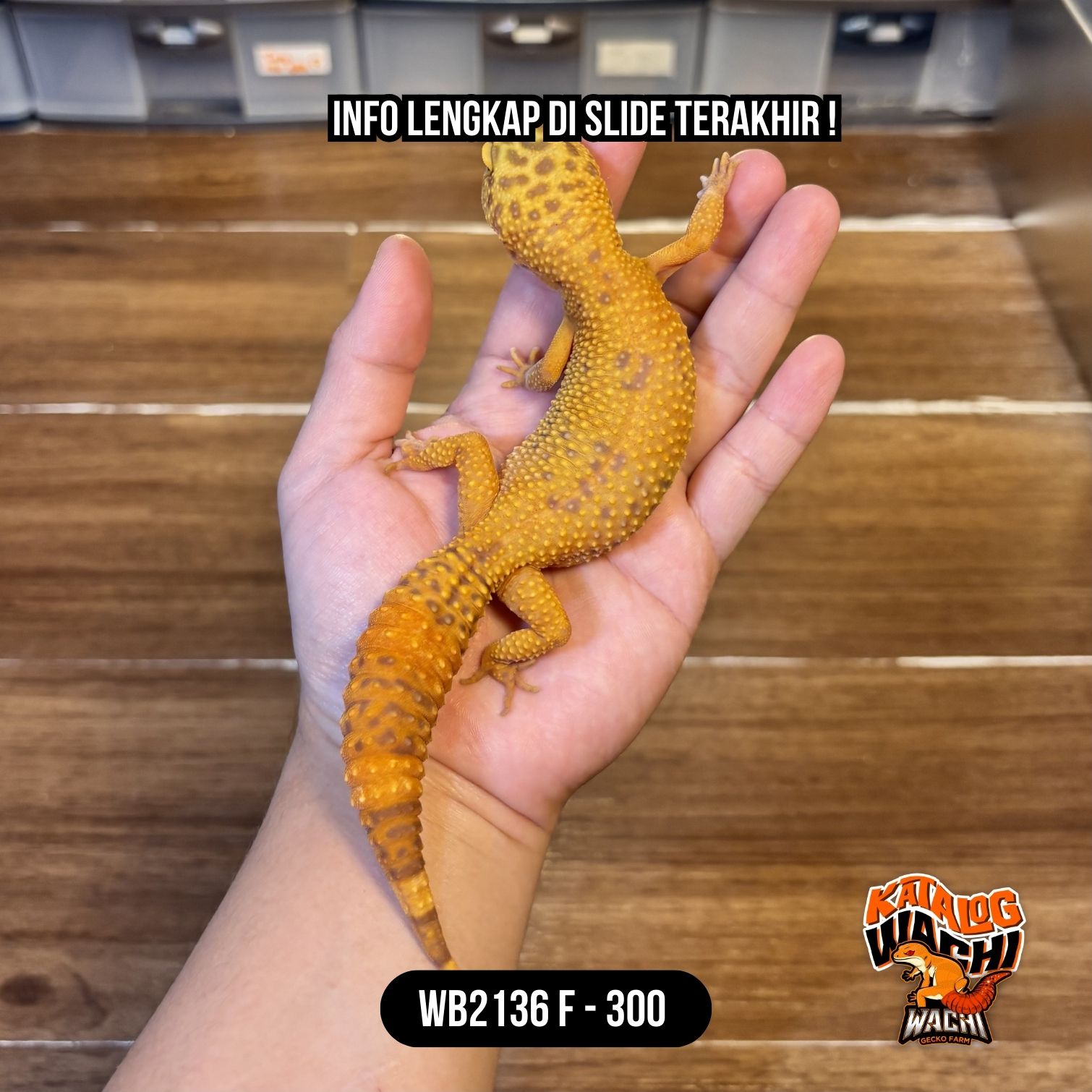 WB2136 F | Montoks Maksimal 🤯