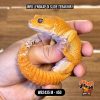WB2435 M | Charizard Montoks 🍊🥵