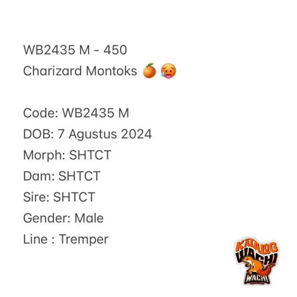 WB2435 M | Charizard Montoks 🍊🥵