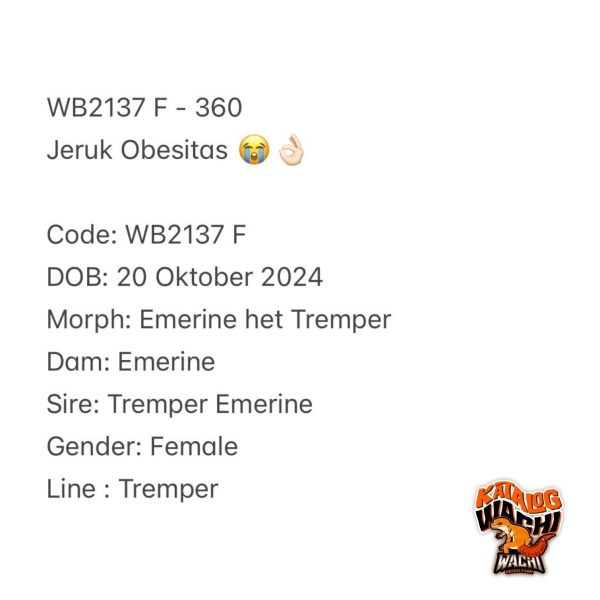 WB2137 F | Jeruk Obesitas 😭👌🏻