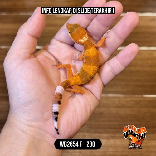 WB2654 F | Pedes Poll 🥵🔥