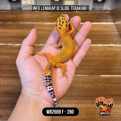 WB2669 F | Warna Ciamiks ❤️🧡💚