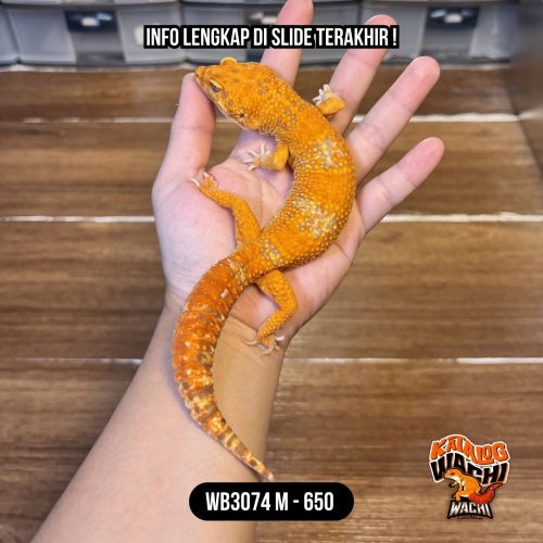 WB3074 M | ES JERUK CIAMIK 🔥🔥🔥