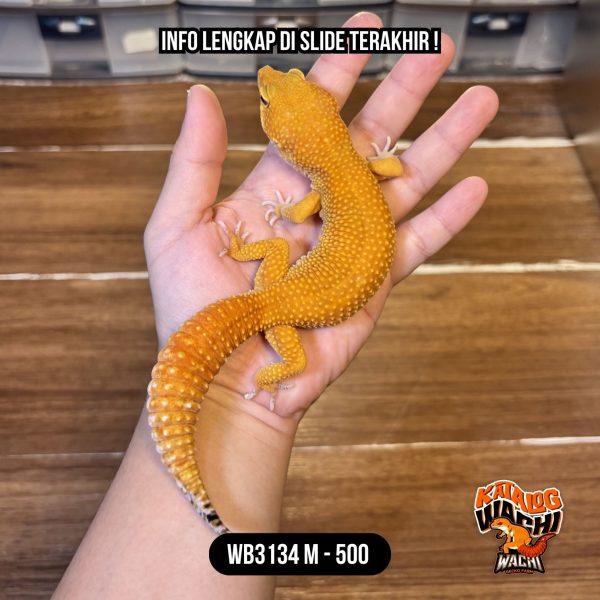 WB3134 M | Jeruk GEDE 🤯🍊