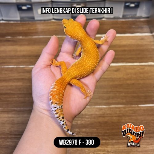 WB2976 F | Es Jeruk 🍊