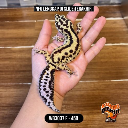 WB3037 F | Montok Maksimal 😭