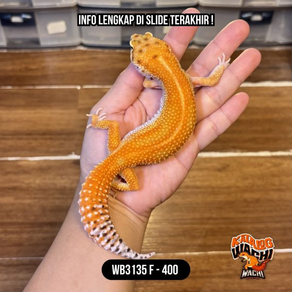 WB3135 F | Ngejreng Sekali 🎃🔥 Ovulasi, Siap Kawin 👌🏻