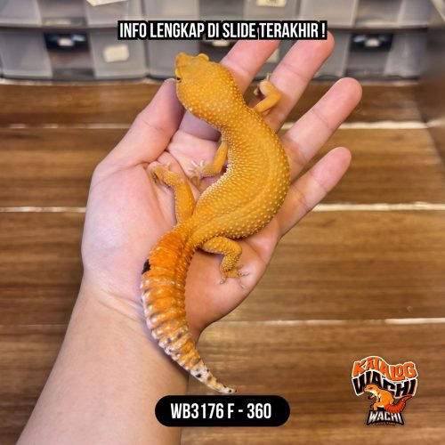 WB3176 F | Jeruk Montok Maksimal 🤯 Ovulasi, Siap Kawin 👌🏻