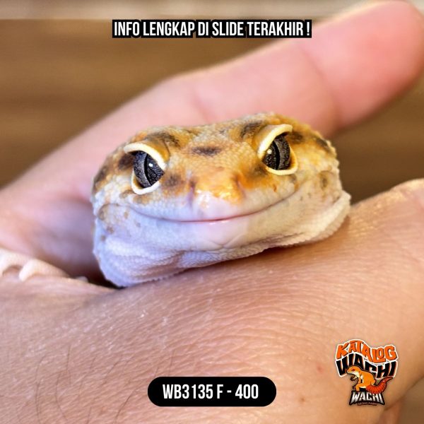 WB3135 F | Ngejreng Sekali 🎃🔥 Ovulasi, Siap Kawin 👌🏻