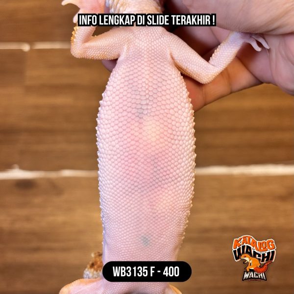 WB3135 F | Ngejreng Sekali 🎃🔥 Ovulasi, Siap Kawin 👌🏻