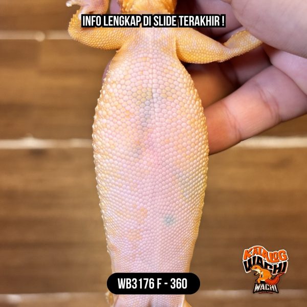 WB3176 F | Jeruk Montok Maksimal 🤯 Ovulasi, Siap Kawin 👌🏻