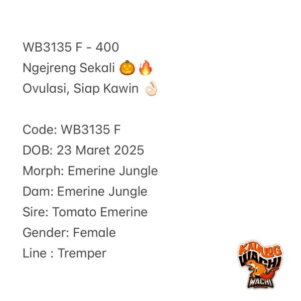 WB3135 F | Ngejreng Sekali 🎃🔥 Ovulasi, Siap Kawin 👌🏻