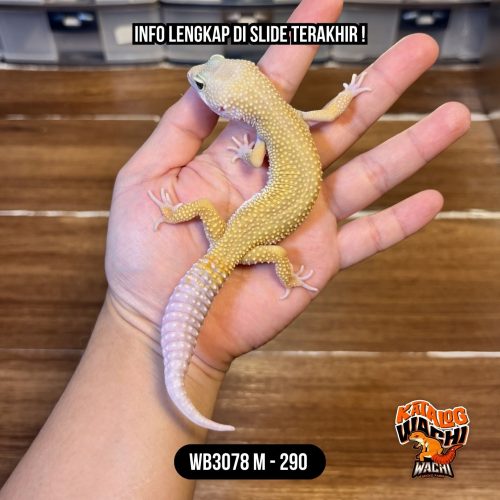 WB3078 M | Rare Morph 🤩