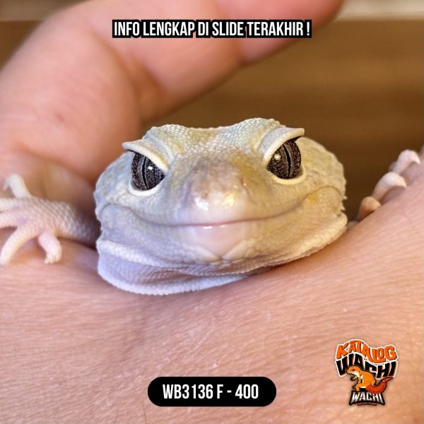 WB3136 F | Rare Morph Nih! 🤯 Gendut & Ovulasi Siap Kawin 👌🏻