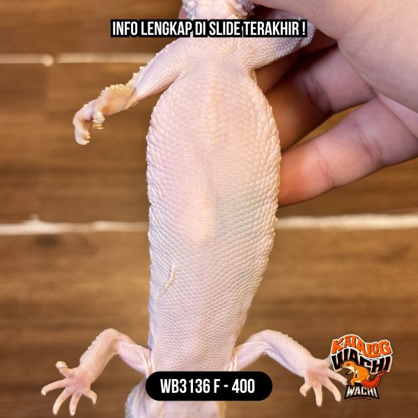 WB3136 F | Rare Morph Nih! 🤯 Gendut & Ovulasi Siap Kawin 👌🏻