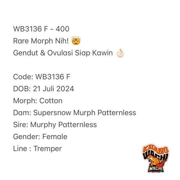 WB3136 F | Rare Morph Nih! 🤯 Gendut & Ovulasi Siap Kawin 👌🏻