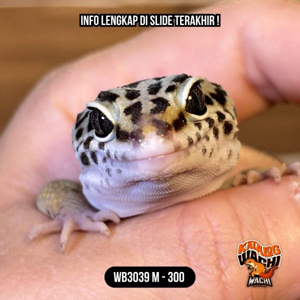 WB3039 M | Ireng versi Murmer 🖤✨