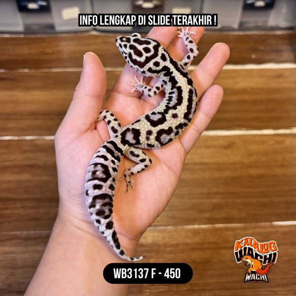 WB3137 F | Cosplay Sapi 🐄