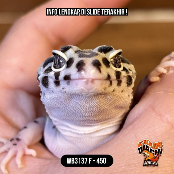 WB3137 F | Cosplay Sapi 🐄