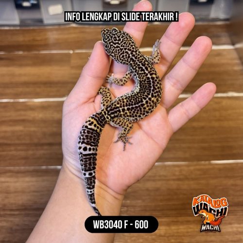 WB3040 F | Gelap & Cakep 🖤✨