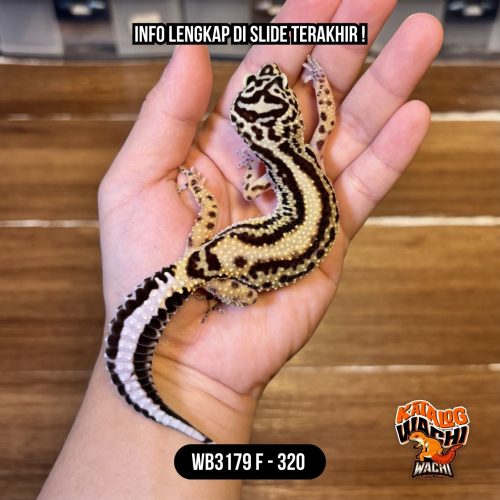 WB3179 F | Pattern Ciamik 🛣️✨