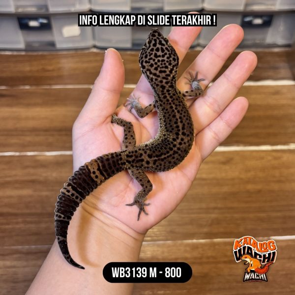 WB3139 M | Gelap Banget 🖤✨