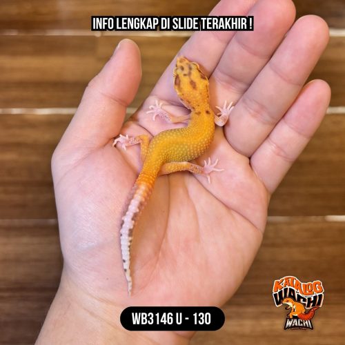 WB3146 U | Mata Merah Terang 🔴👅🔴