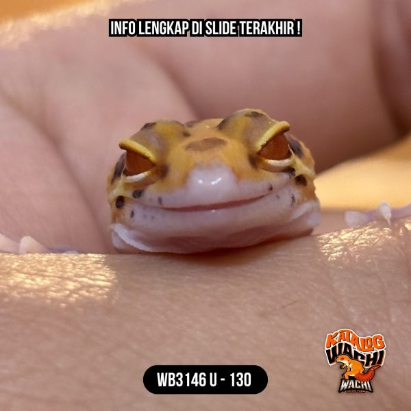 WB3146 U | Mata Merah Terang 🔴👅🔴