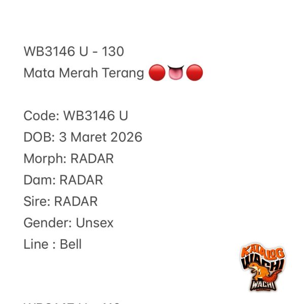 WB3146 U | Mata Merah Terang 🔴👅🔴