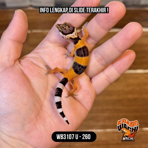 WB3107 U | Jeruk Lebah 🐝🍊