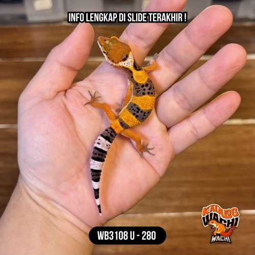 WB3108 U | Jeruk Yupi 🍊🔥