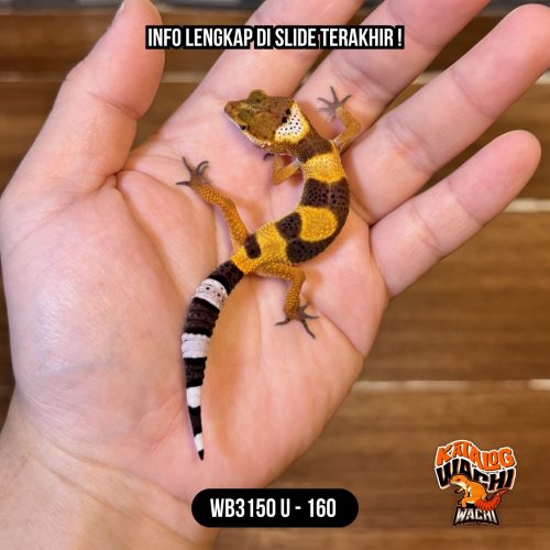 WB3150 U | Baby Jeruk 🍊