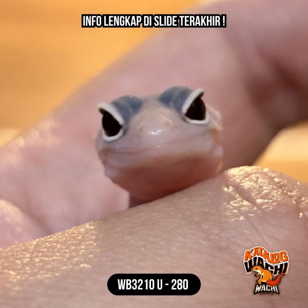 WB3210 U | Spesial, Baby Full Putih 🤍✨ Mata Full Merah 🔴👅🔴