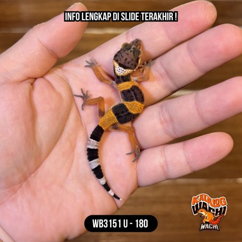 WB3151 U | Jeruk Lebah 🐝🍊